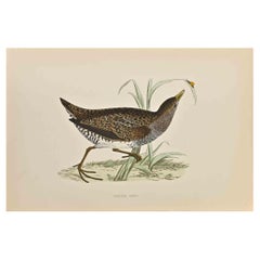 Spotted Crake - Stampa xilografica di Alexander Francis Lydon  - 1870