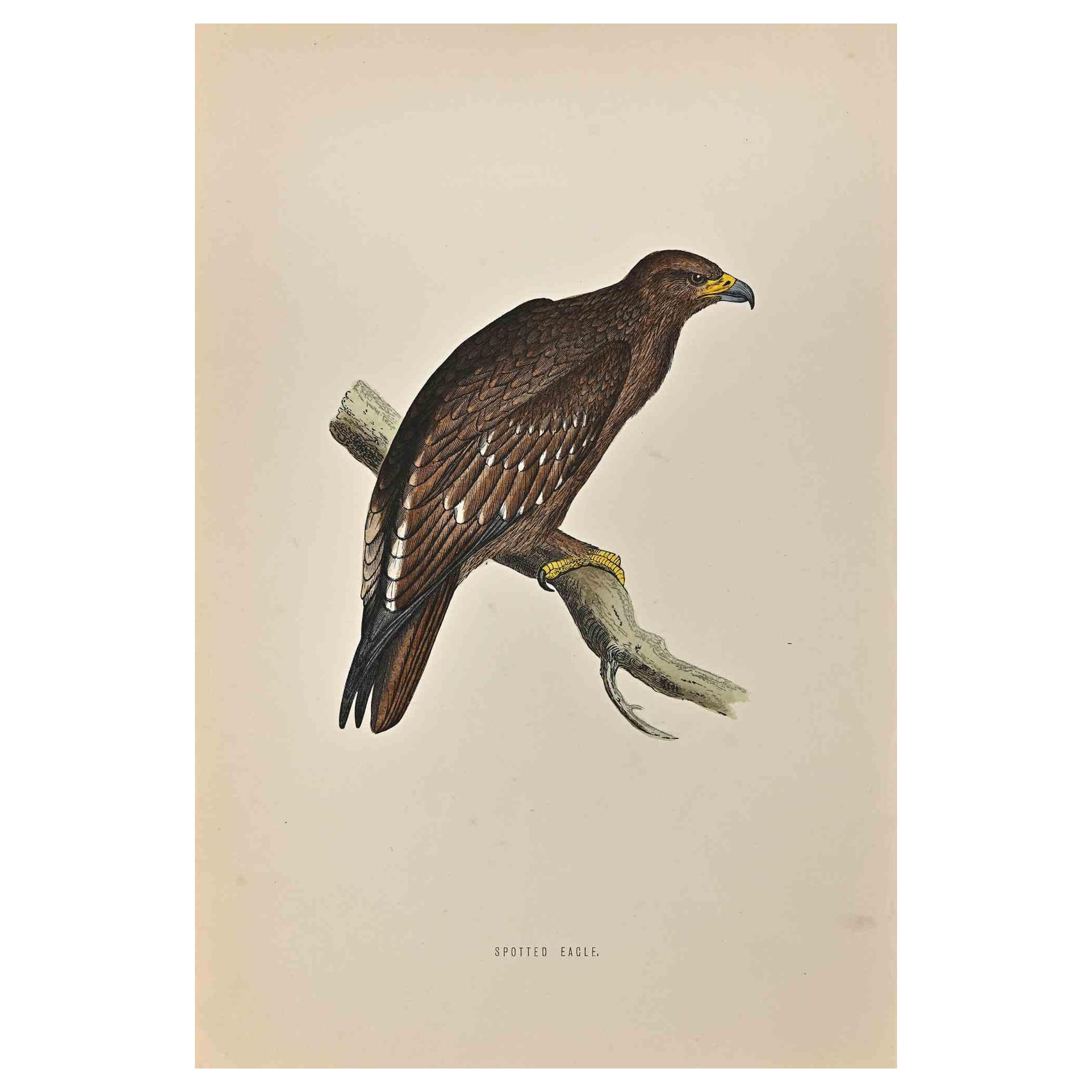 Águila moteada - Grabado xilográfico de Alexander Francis Lydon  - 1870