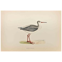 Spotted Redshank – Holzschnittdruck von Alexander Francis Lydon  - 1870