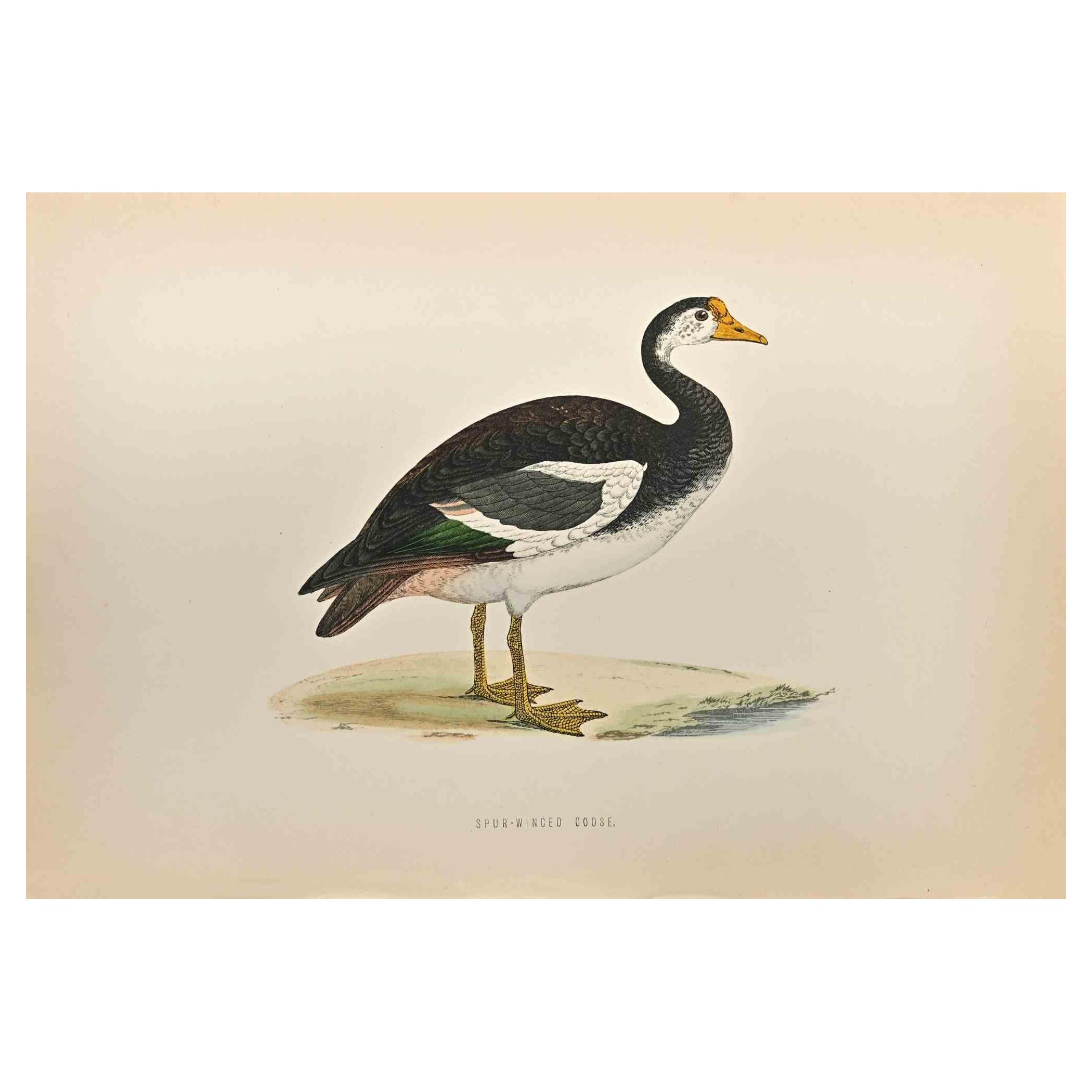 Die Sporngans ist ein modernes Kunstwerk, das 1870 von dem britischen Künstler Alexander Francis Lydon (1836-1917) geschaffen wurde. 

Holzschnitt, handkoloriert, veröffentlicht von London, Bell & Sons, 1870.  Name des Vogels in der Platte gedruckt.