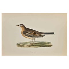 Pipit ondulé - Impression sur bois d'Alexander Francis Lydon  - 1870