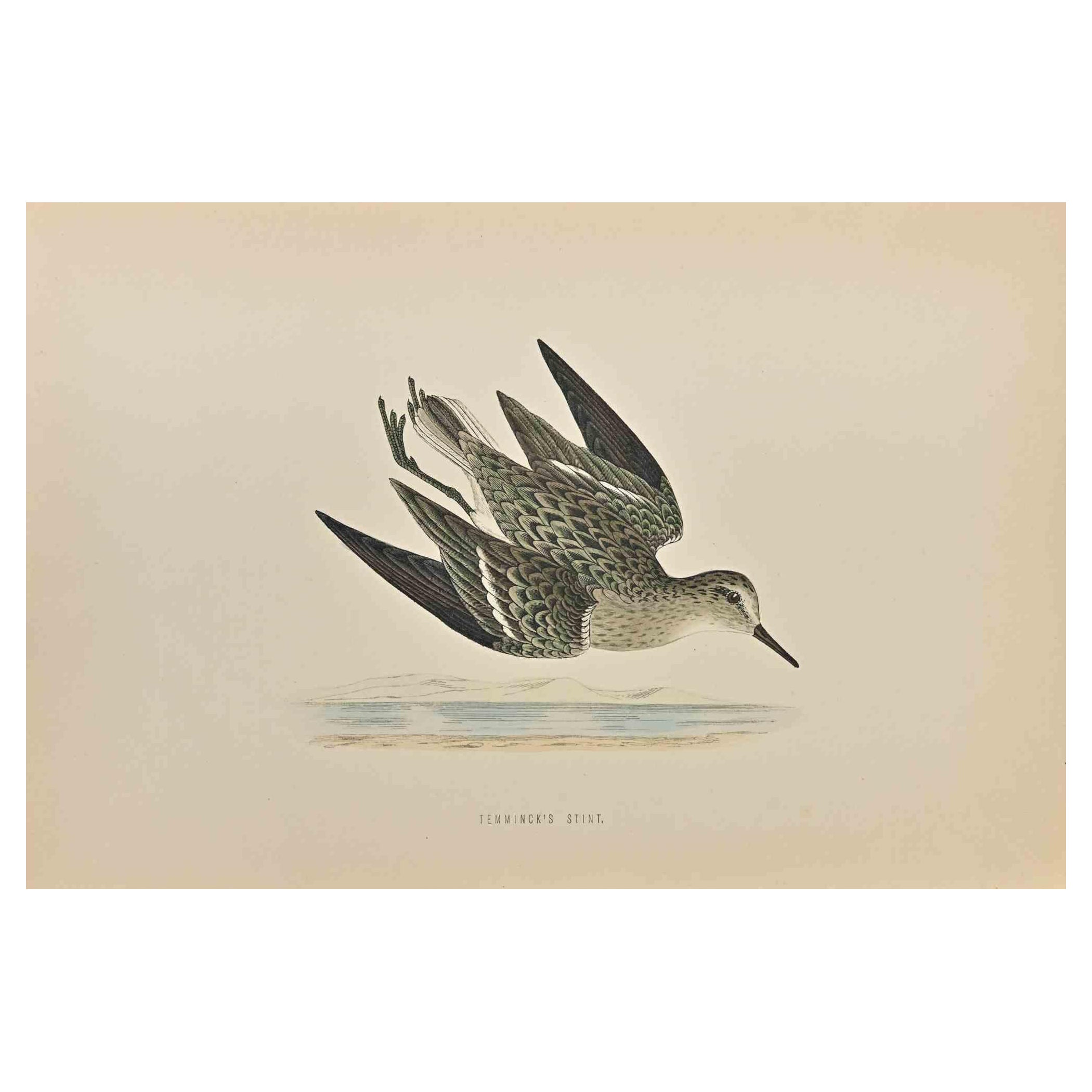 Temminck's Stint - Impression sur bois de Alexander Francis Lydon  - 1870