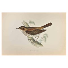 Thrush Nightingale - Woodcut Print by Alexander Francis Lydon  - 1870