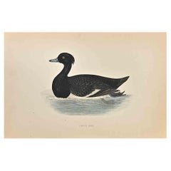 Tufted Duck - Woodcut Print by Alexander Francis Lydon  - 1870