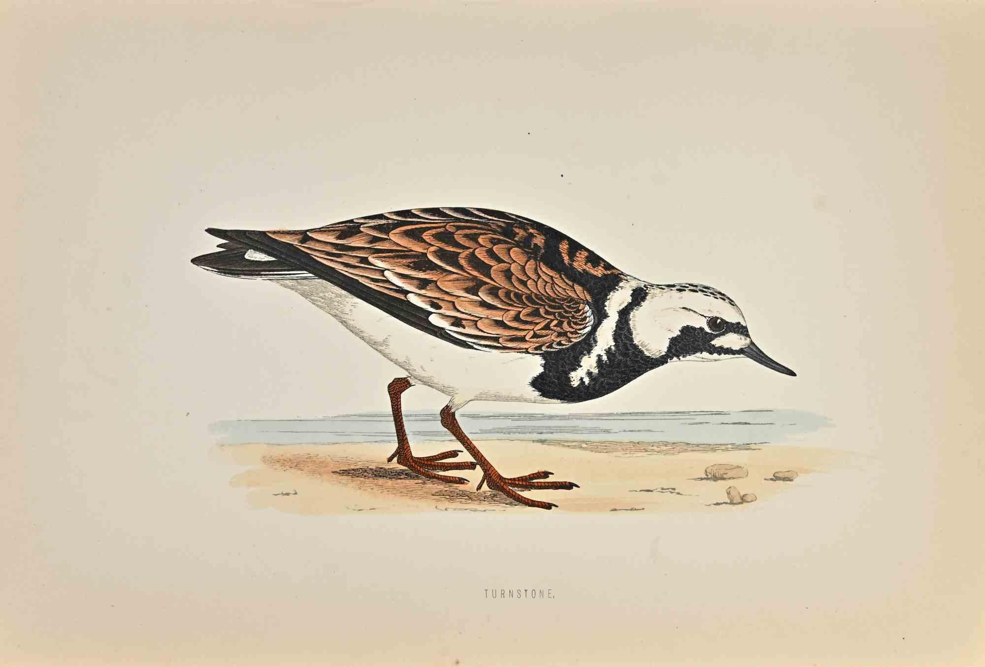 Turnstone is a modern artwork realized in 1870 by the British artist Alexander Francis Lydon (1836-1917) . 

Woodcut print, hand colored, published by London, Bell & Sons, 1870.  Name of the bird printed in plate. This work is part of a print suite