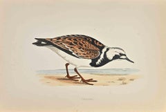 Turnstone - Woodcut Print by Alexander Francis Lydon  - 1870