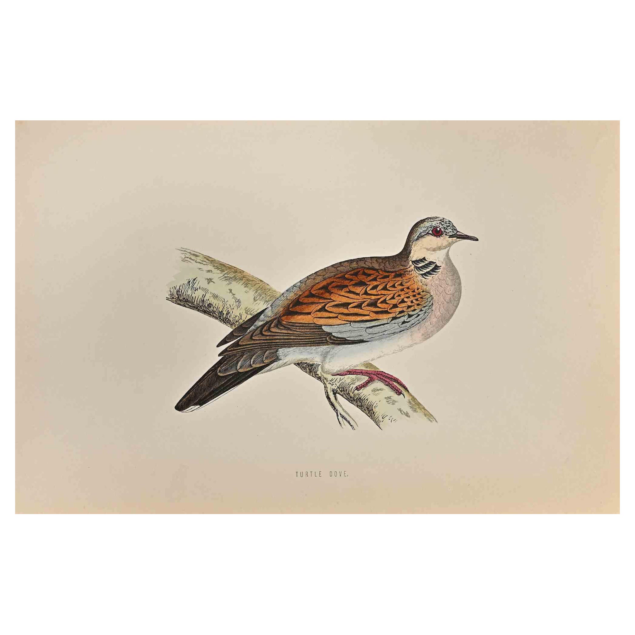  La Paloma Tortuga es una obra de arte moderno realizada en 1870 por el artista británico Alexander Francis Lydon (1836-1917) . 

Grabado xilográfico, coloreado a mano, publicado por Londres, Bell & Sons, 1870.  Nombre del ave impreso en placa. Esta