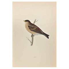 Twite - Woodcut Print by Alexander Francis Lydon  - 1870