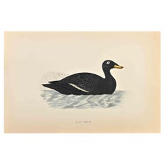 Scottero di velluto - Stampa xilografica di Alexander Francis Lydon  - 1870
