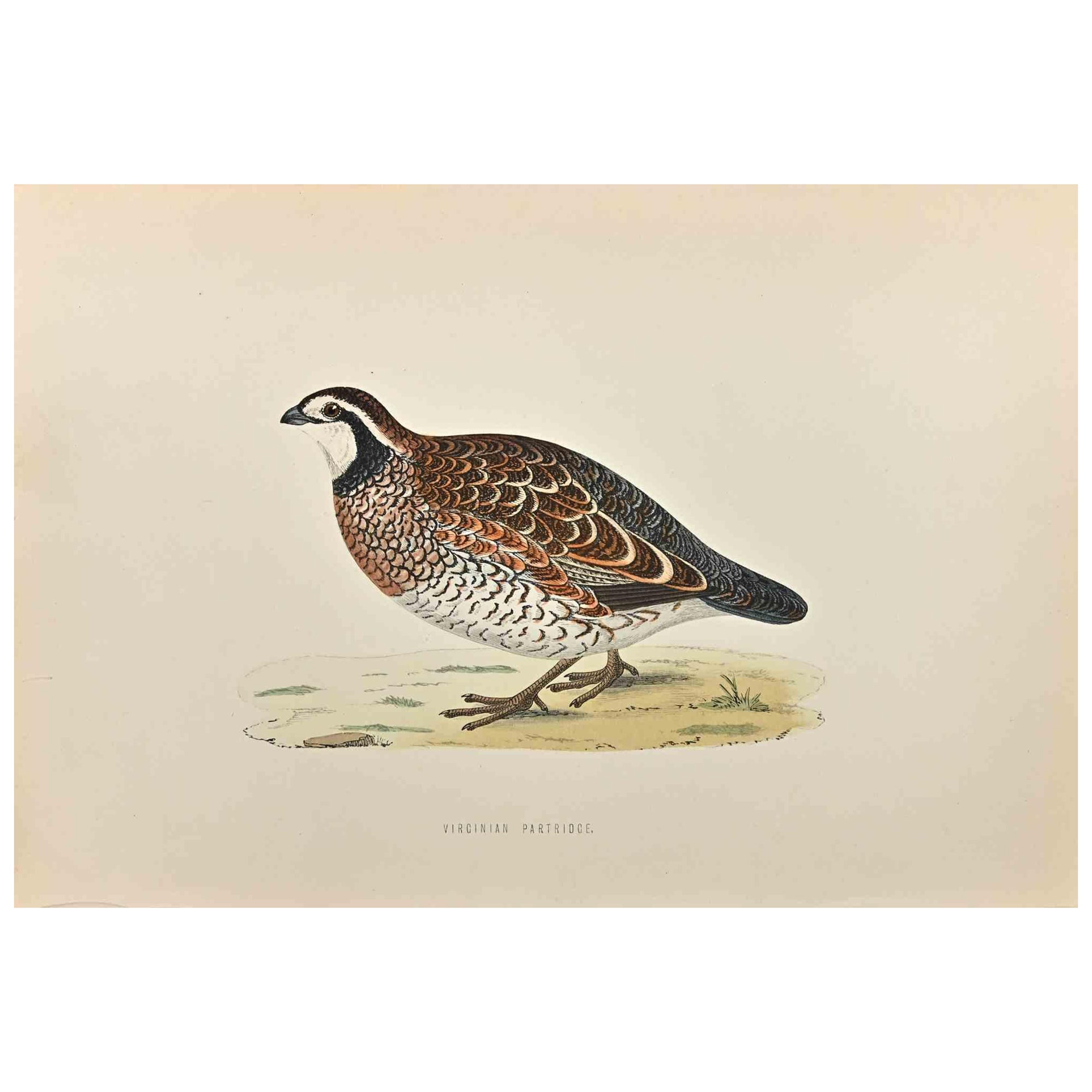 Perdiz virginiana - Grabado xilográfico de Alexander Francis Lydon  - 1870