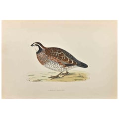 Partridge de Virginie - Impression sur bois d'Alexander Francis Lydon  - 1870