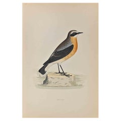 Wheatear - Holzschnittdruck von Alexander Francis Lydon  - 1870