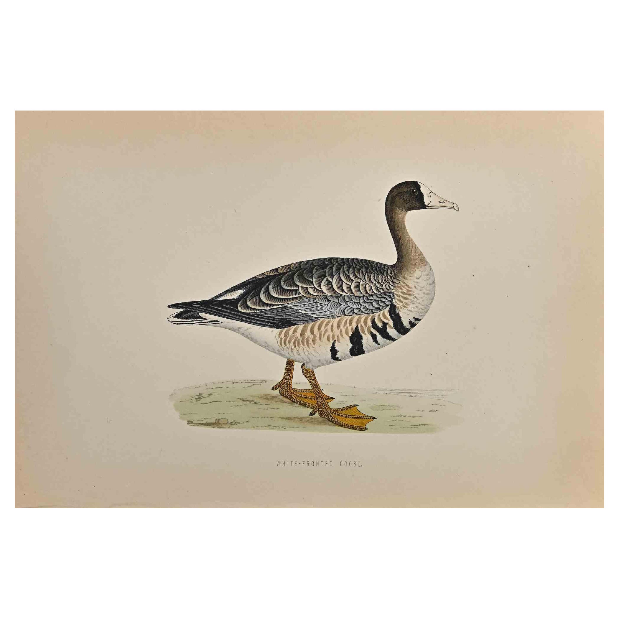 Weiß geflochtene Gänseblümchen – Holzschnitt von Alexander Francis Lydon  - 1870