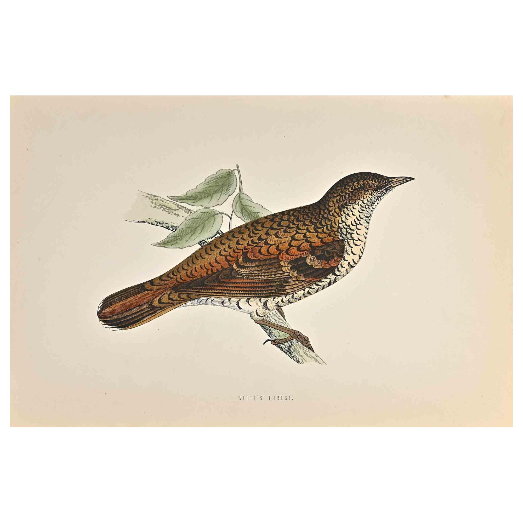 El Zorzal Blanco es una obra de arte moderno realizada en 1870 por el artista británico Alexander Francis Lydon (1836-1917) . 

Grabado xilográfico, coloreado a mano, publicado por Londres, Bell & Sons, 1870.  Nombre del ave impreso en placa. Esta