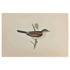 Whitethroat - Impression sur bois d'Alexander Francis Lydon  - 1870