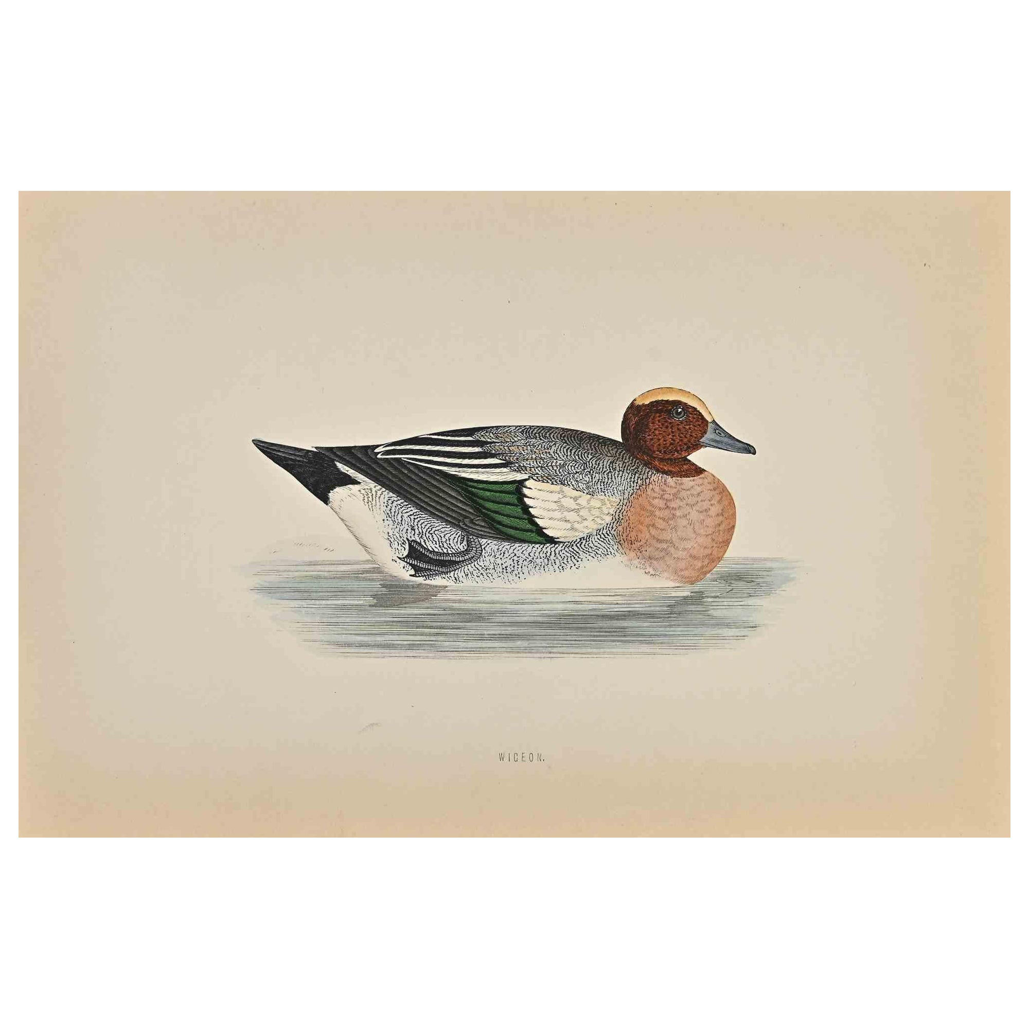 Wigeon- Grabado xilográfico de Alexander Francis Lydon  - 1870