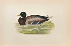 Wild Duck - Woodcut Print by Alexander Francis Lydon  - 1870
