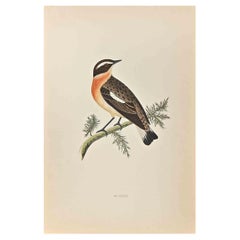 Winchat - Woodcut Print by Alexander Francis Lydon  - 1870