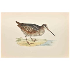 Woodcock - Impression sur bois d
Alexander Francis Lydon  - 1870