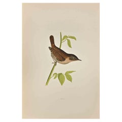 Wren - Woodcut Print by Alexander Francis Lydon  - 1870