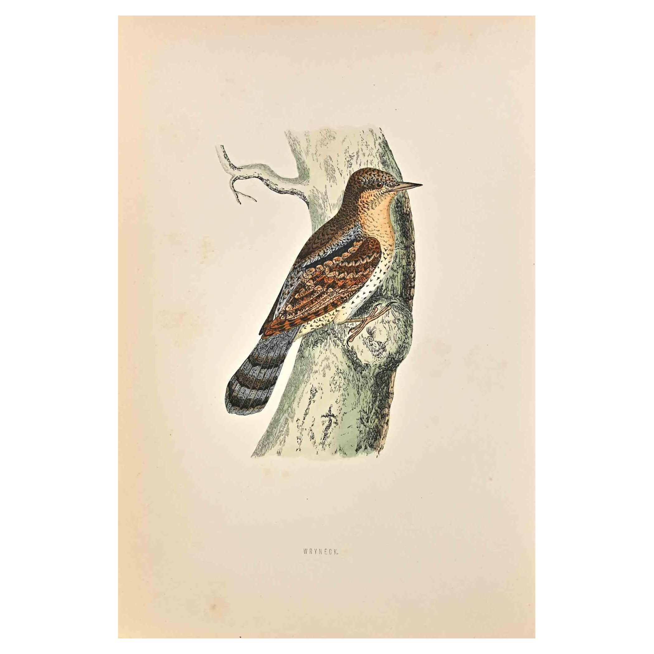Wryneck - Holzschnittdruck von Alexander Francis Lydon  - 1870
