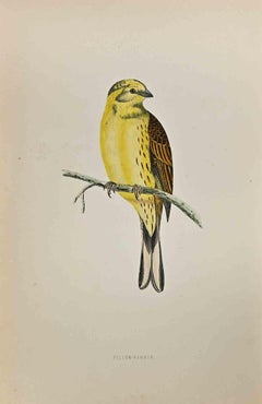Yellow-Hammer - Woodcut Print by Alexander Francis Lydon  - 1870