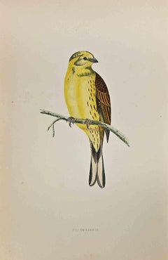 Yellow-Hammer - Stampa xilografica di Alexander Francis Lydon  - 1870