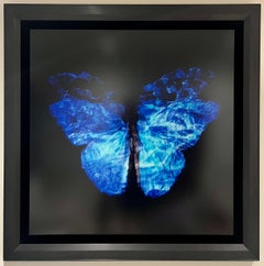 Transparency of a Dream [0813-28]
