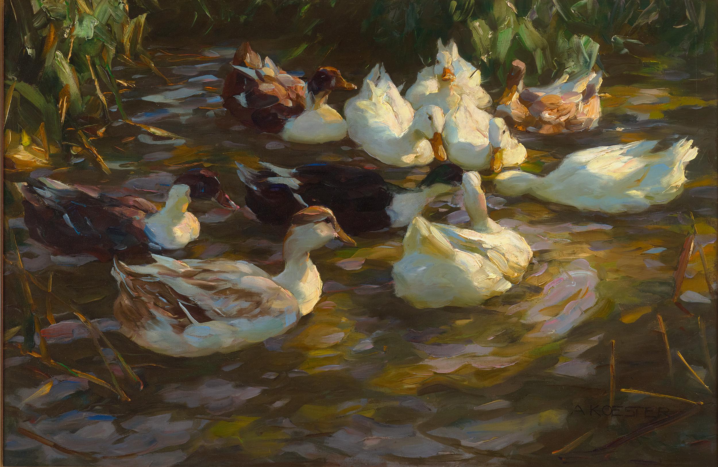 Anatre in uno stagno di Alexander Koester