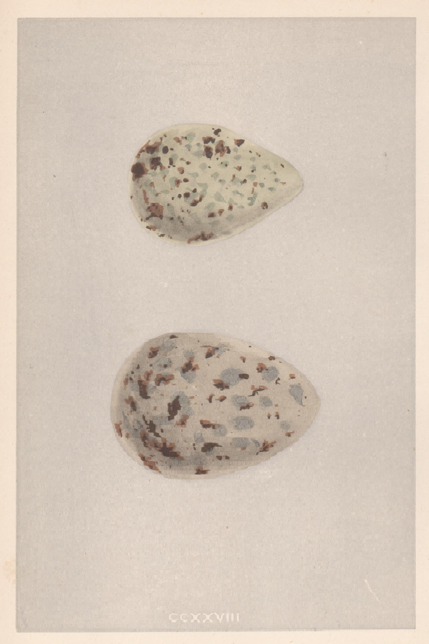 Oiseaux et œufs d'oiseaux - Impression sur bois ancienne en couleur œuf, 1875