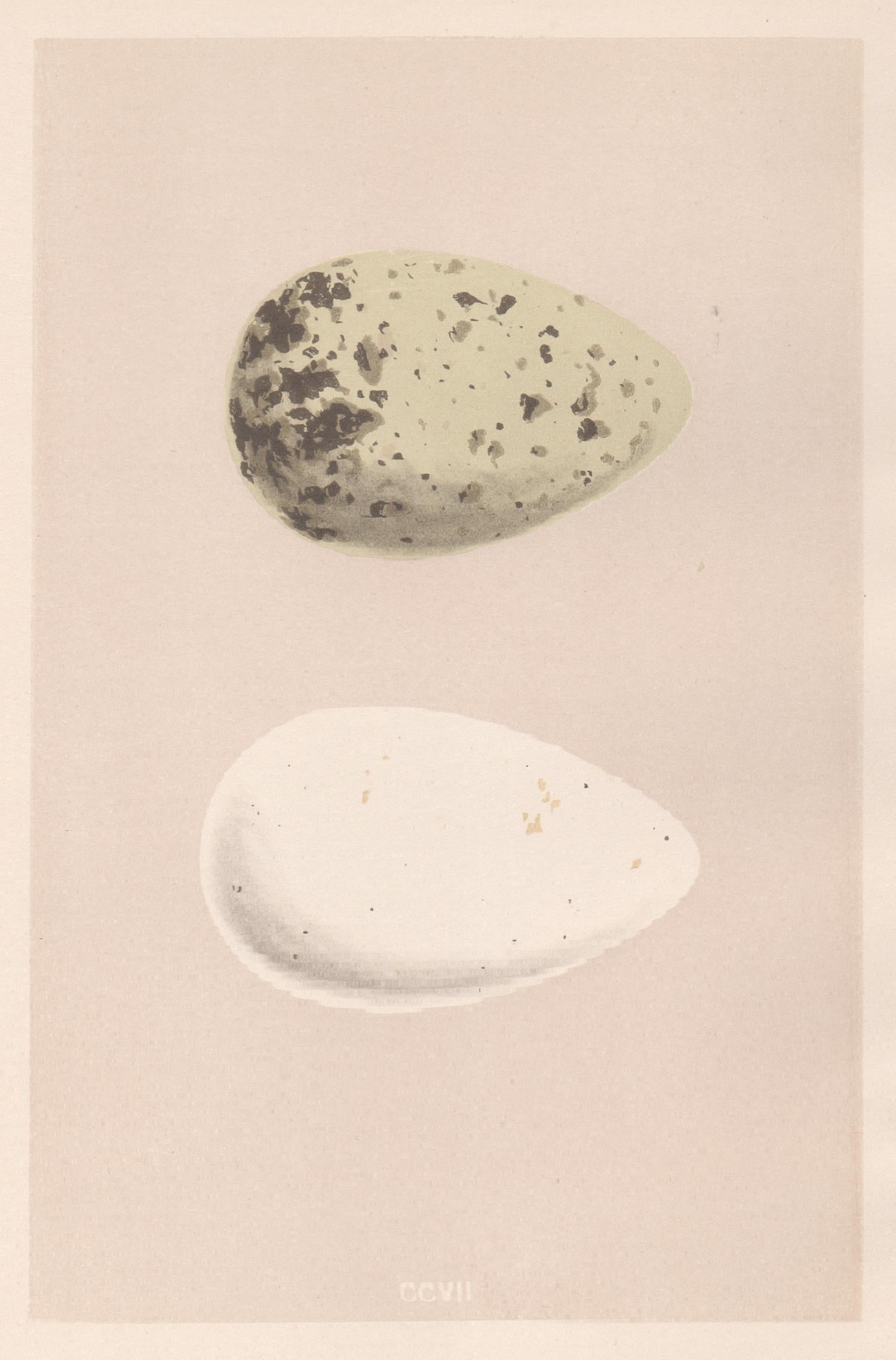 Alexander Lydon Animal Print - Bird Eggs - Antique egg colour woodblock print, 1875