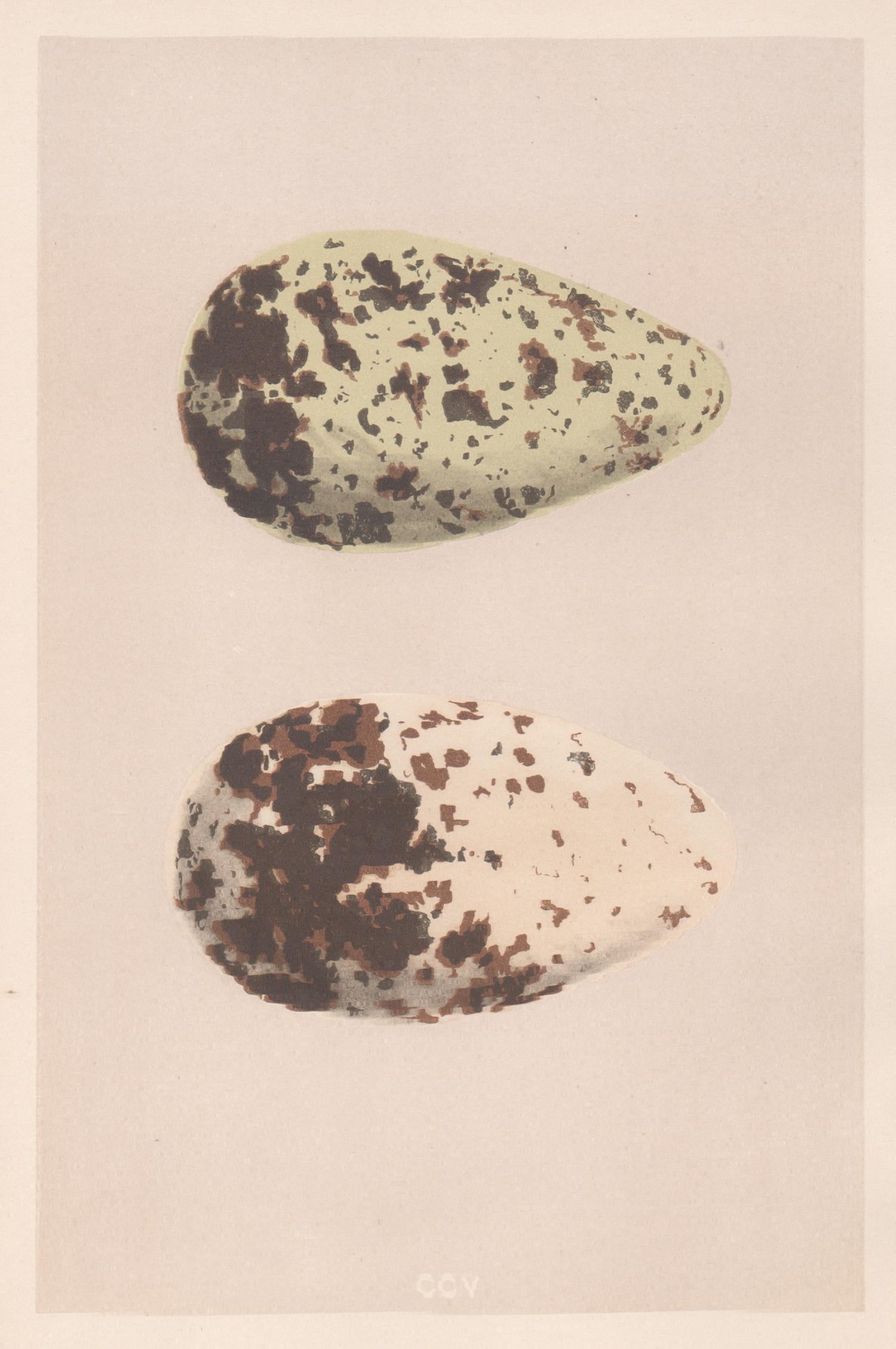 Bird Eggs - Antique egg colour woodblock print, 1875