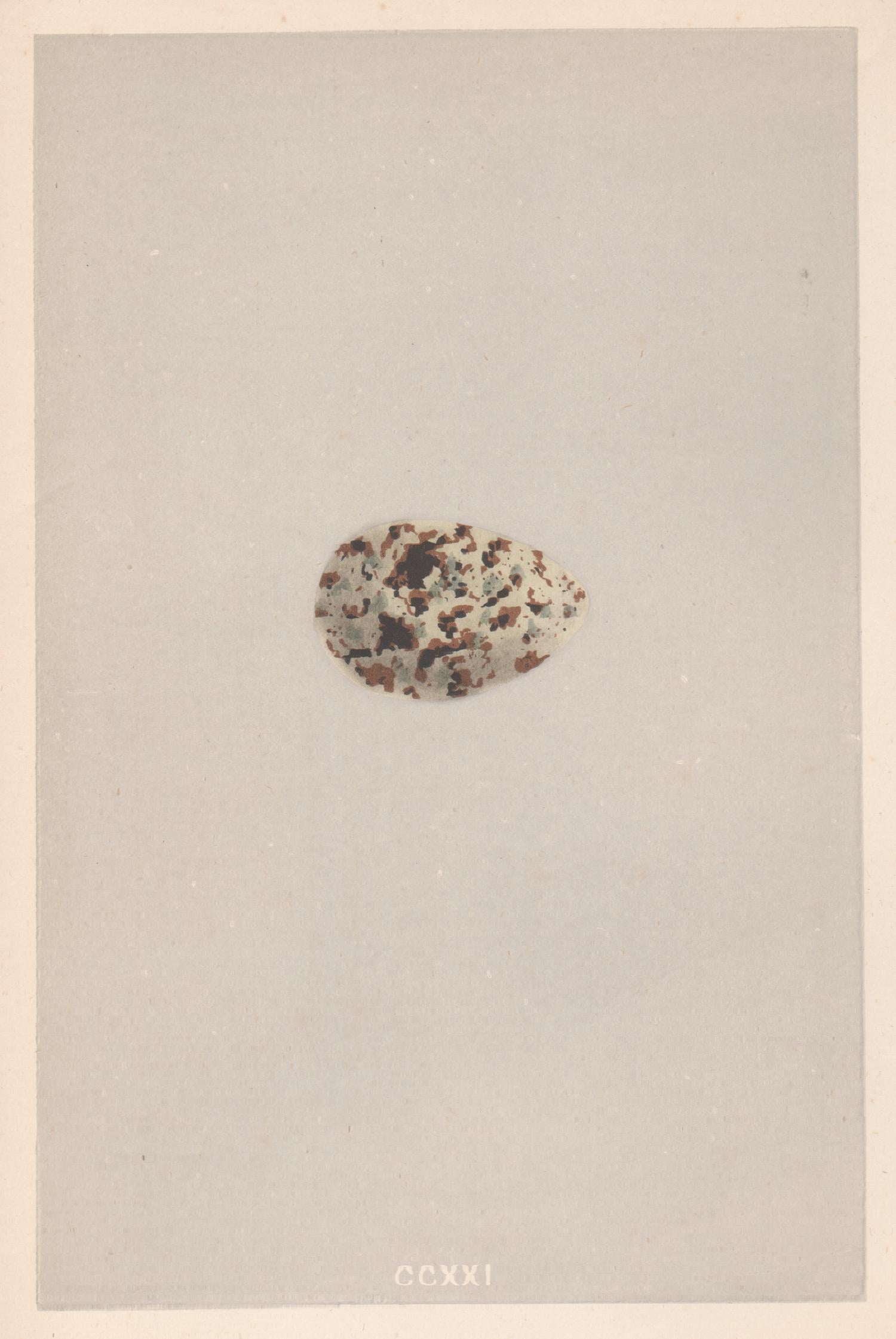 Alexander Lydon Animal Print - Bird Eggs - Antique egg colour woodblock print, 1875