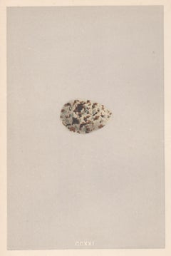 Bird Eggs - Antique egg colour woodblock print, 1875