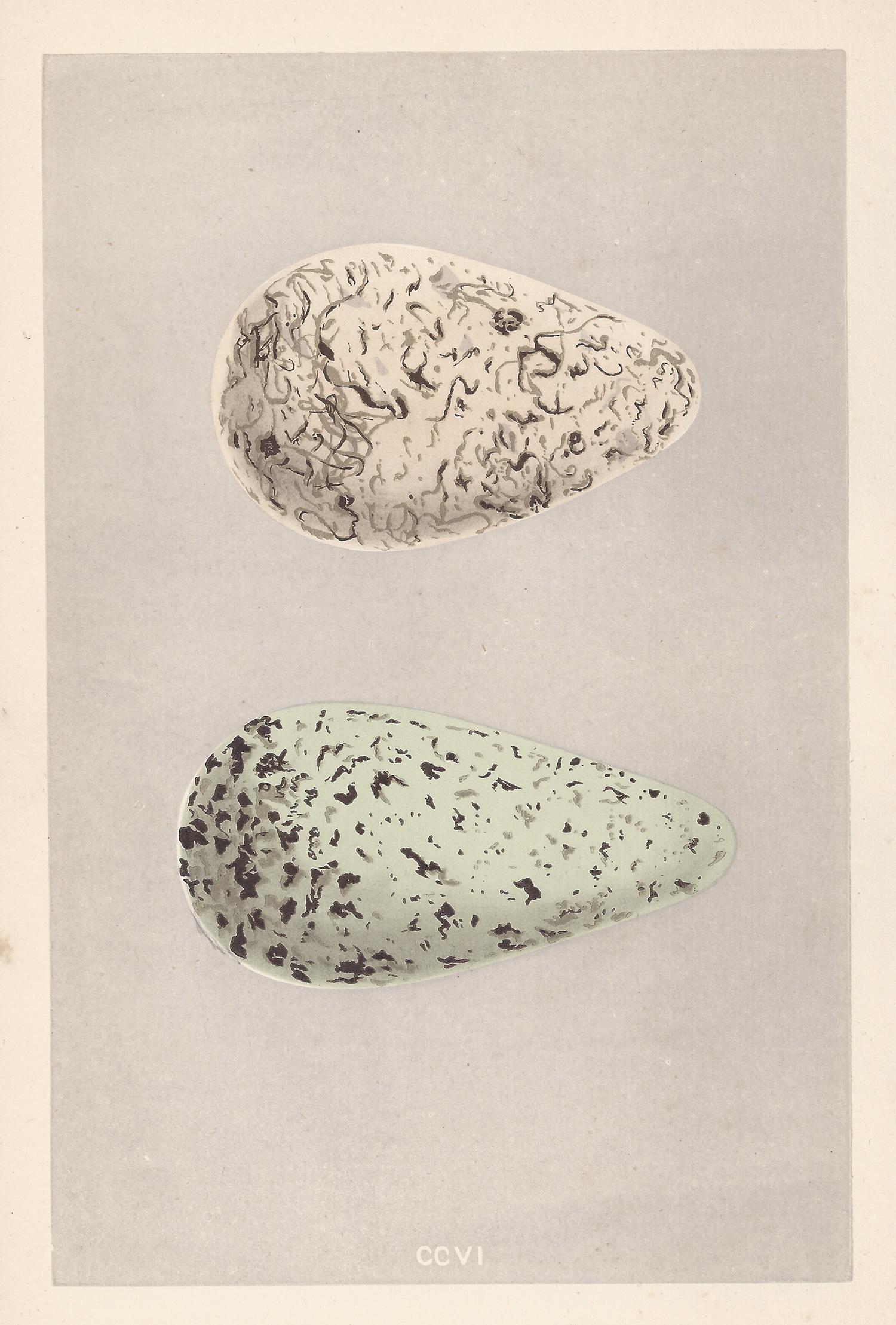 Bird Eggs - Antique egg colour woodblock print, 1875