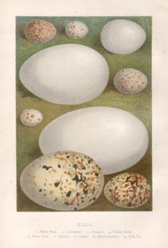 Eggs, 6 natural history chromolithographs, circa 1900