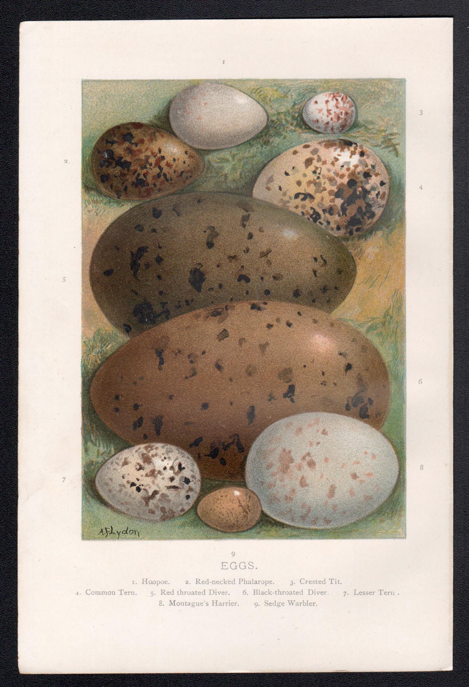 Uova, cromolitografia di storia naturale, circa 1900 - Print di Alexander Lydon