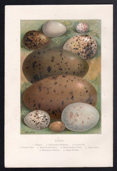 Eier, naturkundliche Chromolithographie, um 1900