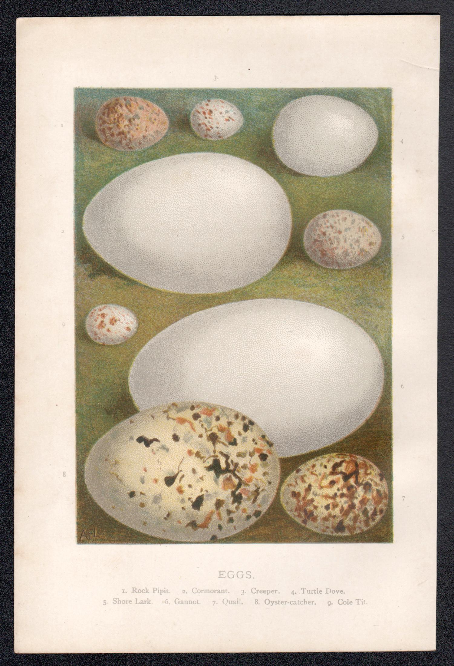 Uova, cromolitografia di storia naturale, circa 1900 - Print di Alexander Lydon