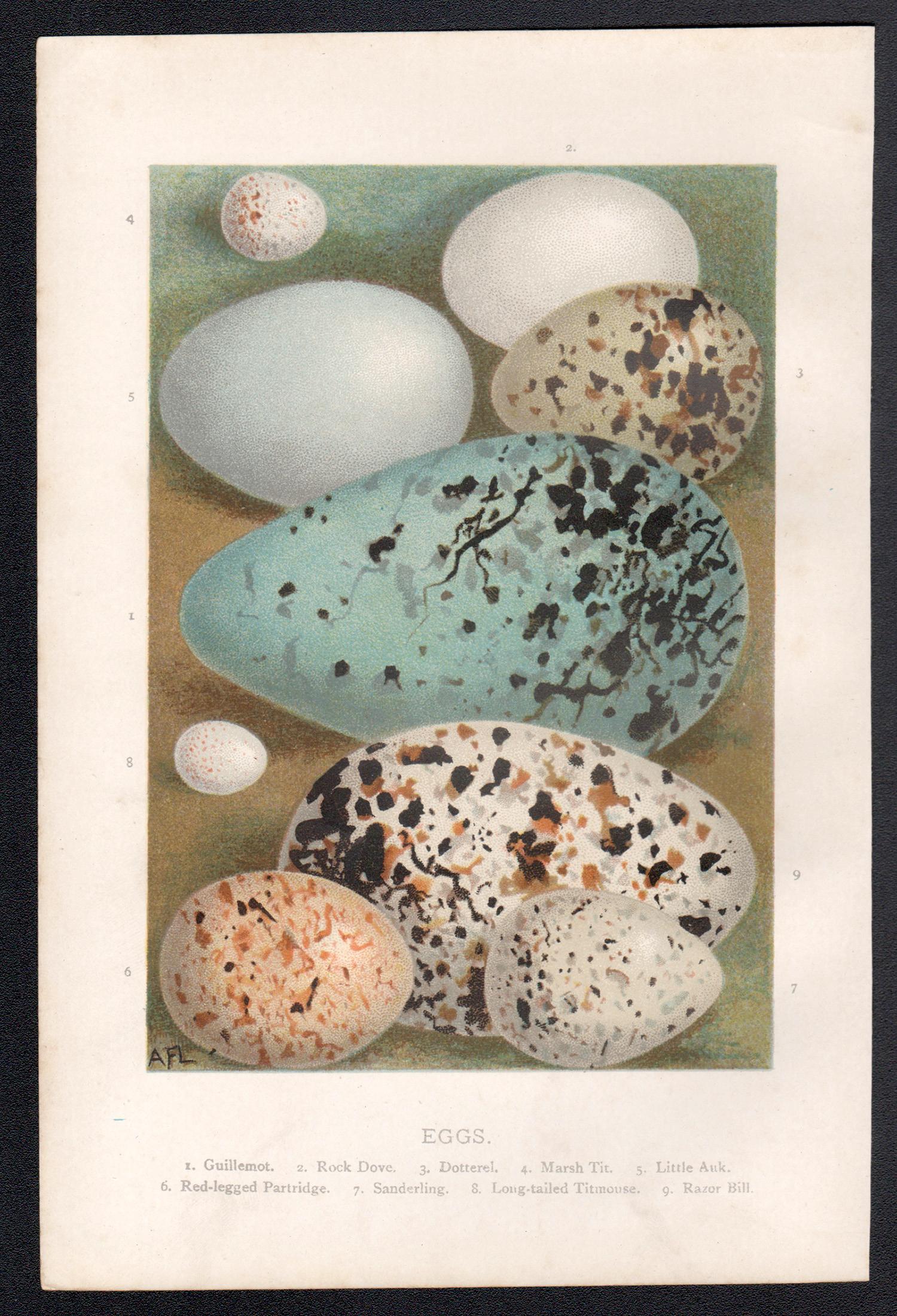 Uova, cromolitografia di storia naturale, circa 1900 - Print di Alexander Lydon