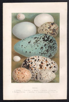 Eier, naturkundliche Chromolithographie, um 1900