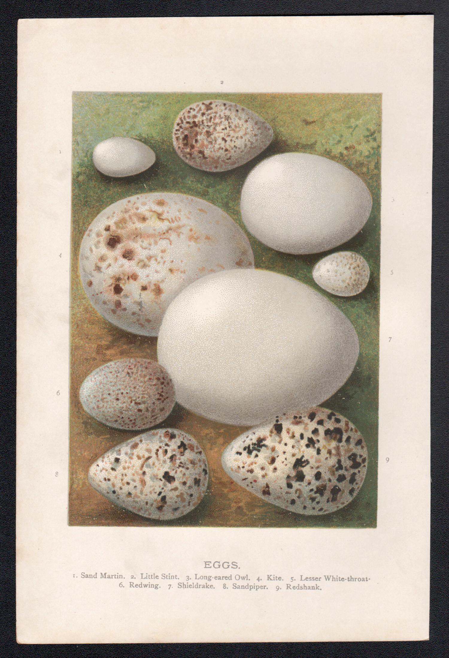 Uova, cromolitografia di storia naturale, circa 1900 - Print di Alexander Lydon