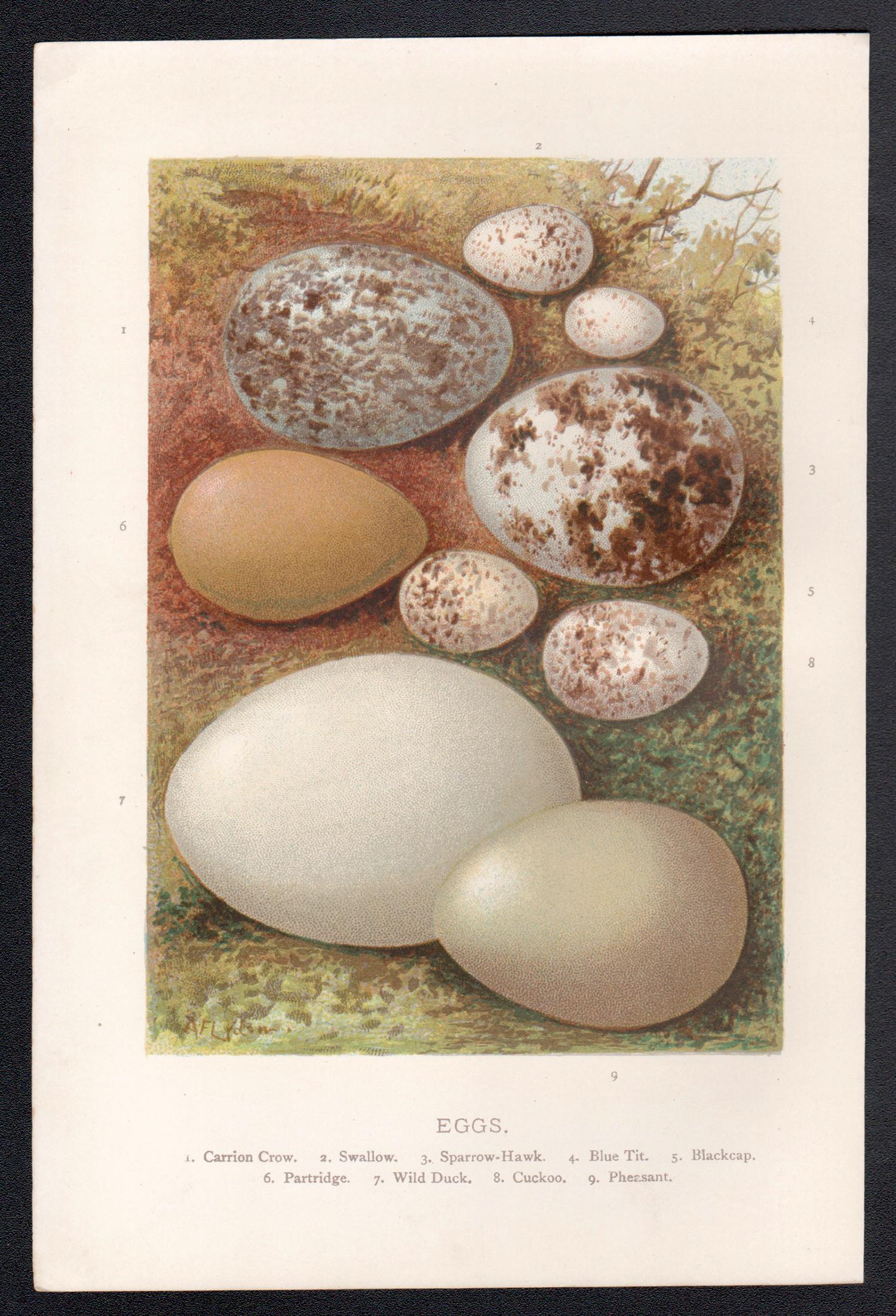 Uova, cromolitografia di storia naturale, circa 1900 - Print di Alexander Lydon