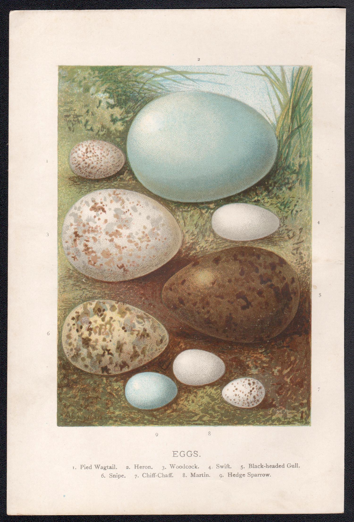Uova, cromolitografia di storia naturale, circa 1900 - Print di Alexander Lydon