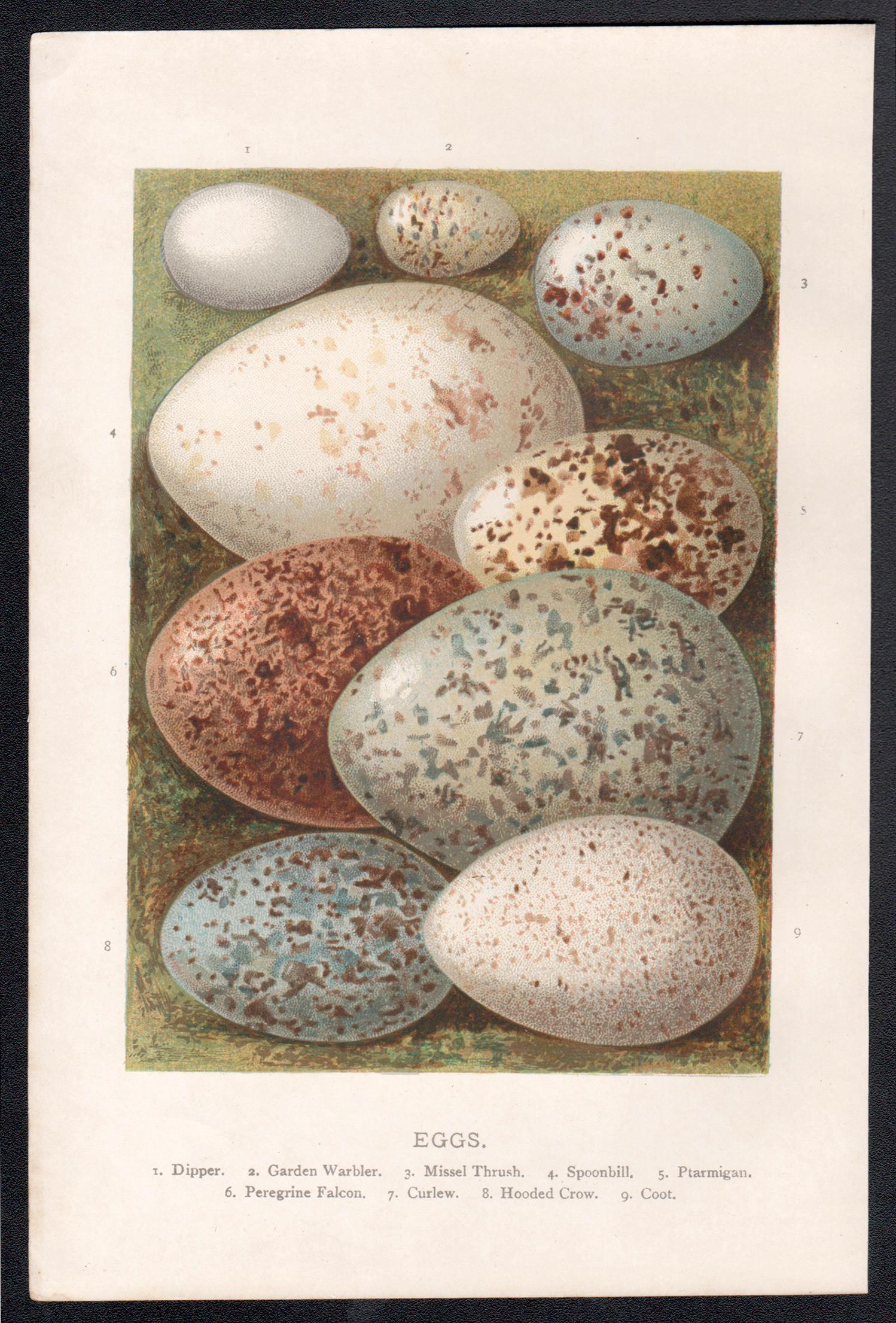 Uova, cromolitografia di storia naturale, circa 1900 - Print di Alexander Lydon