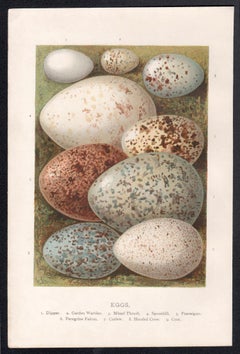 Uova, cromolitografia di storia naturale, circa 1900