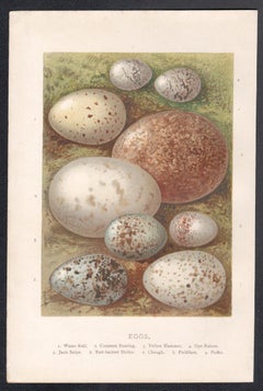 Eggs, natural history chromolithograph, circa 1900