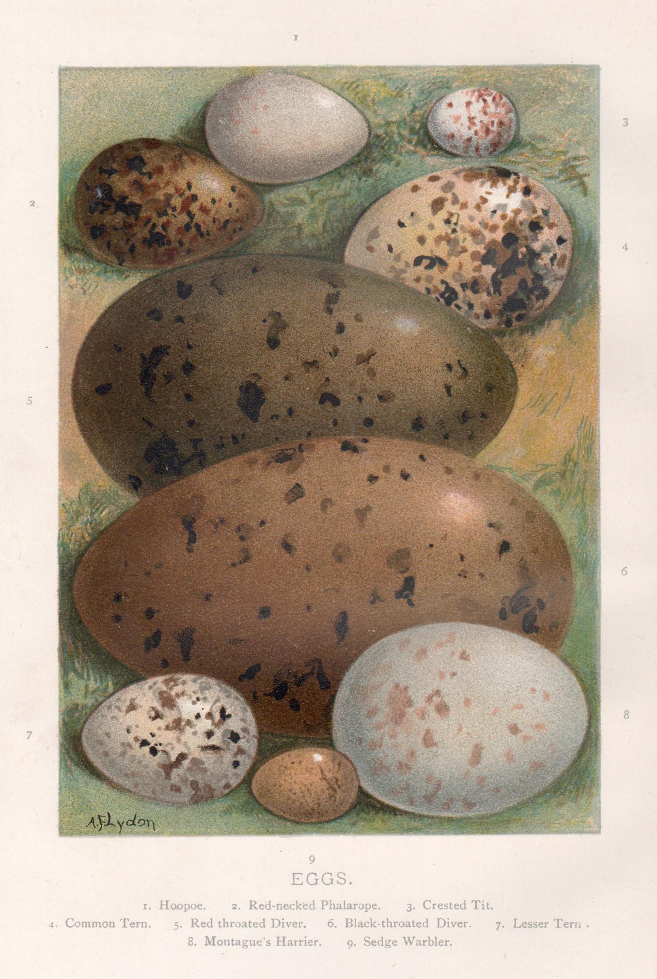 Still-Life Print di Alexander Lydon - Uova, cromolitografia di storia naturale, circa 1900