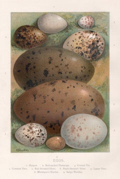 Eggs, natural history chromolithograph, circa 1900