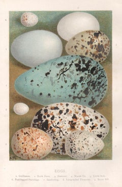 Eggs, natural history chromolithograph, circa 1900
